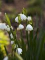 Leucojum aestivum Śnieżyca